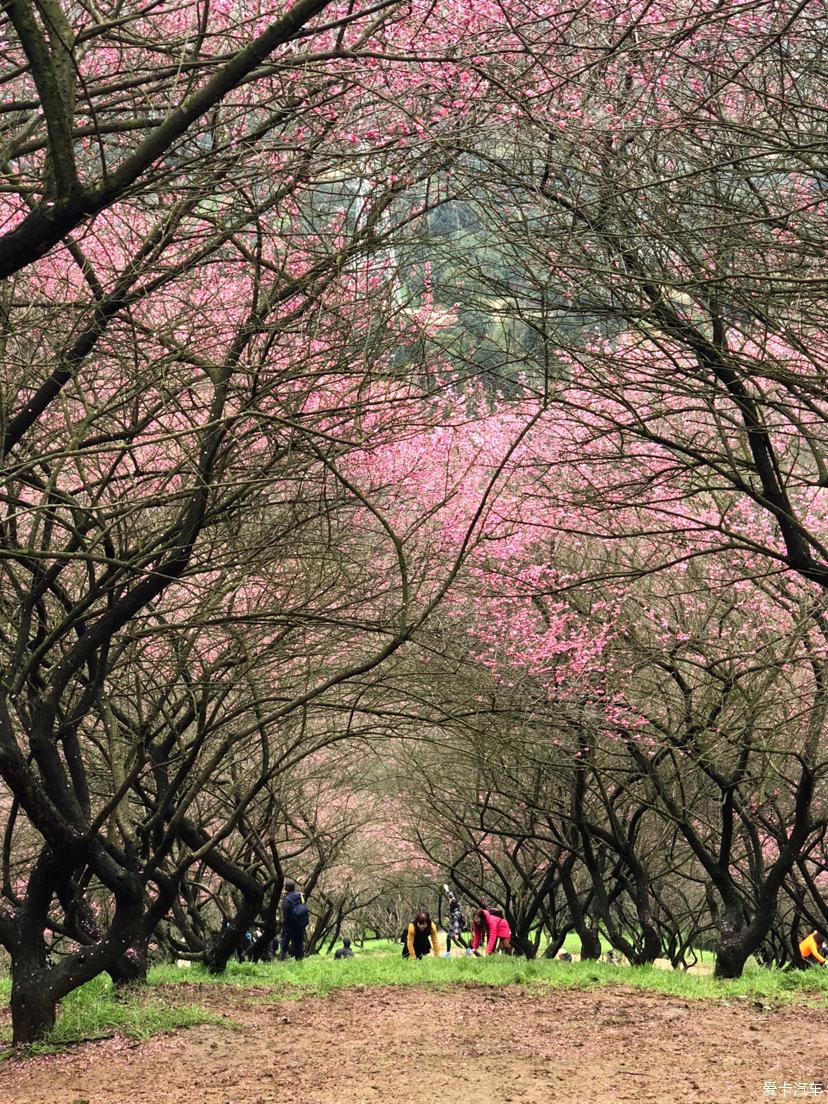 赏梅梅花村