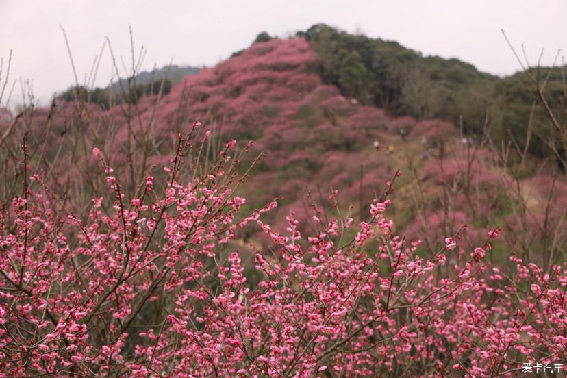 赏梅梅花村