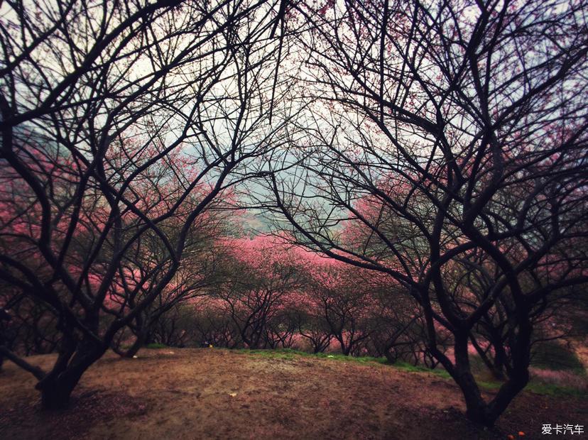 赏梅梅花村