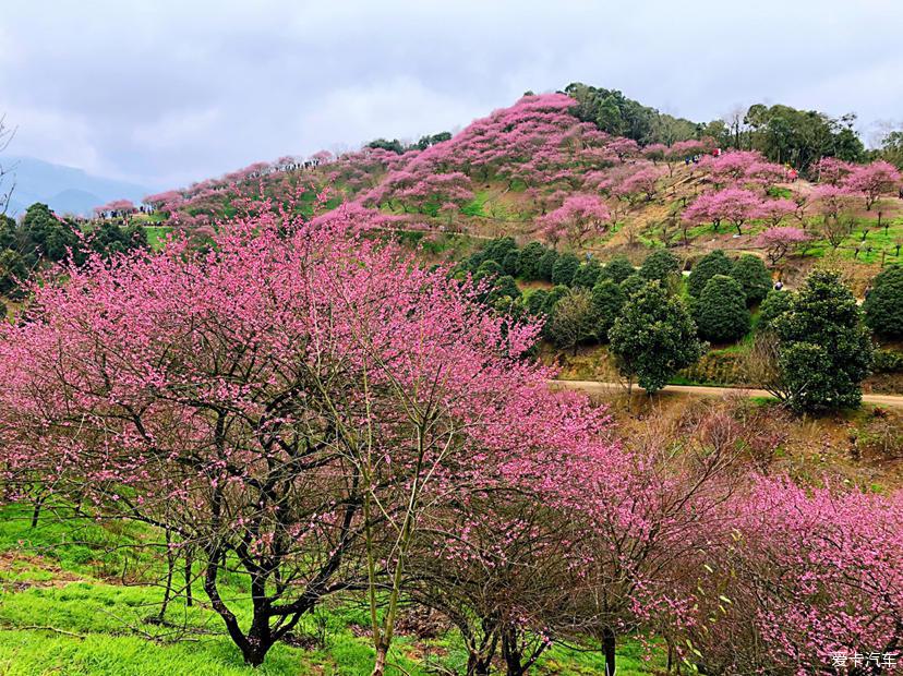 赏梅梅花村