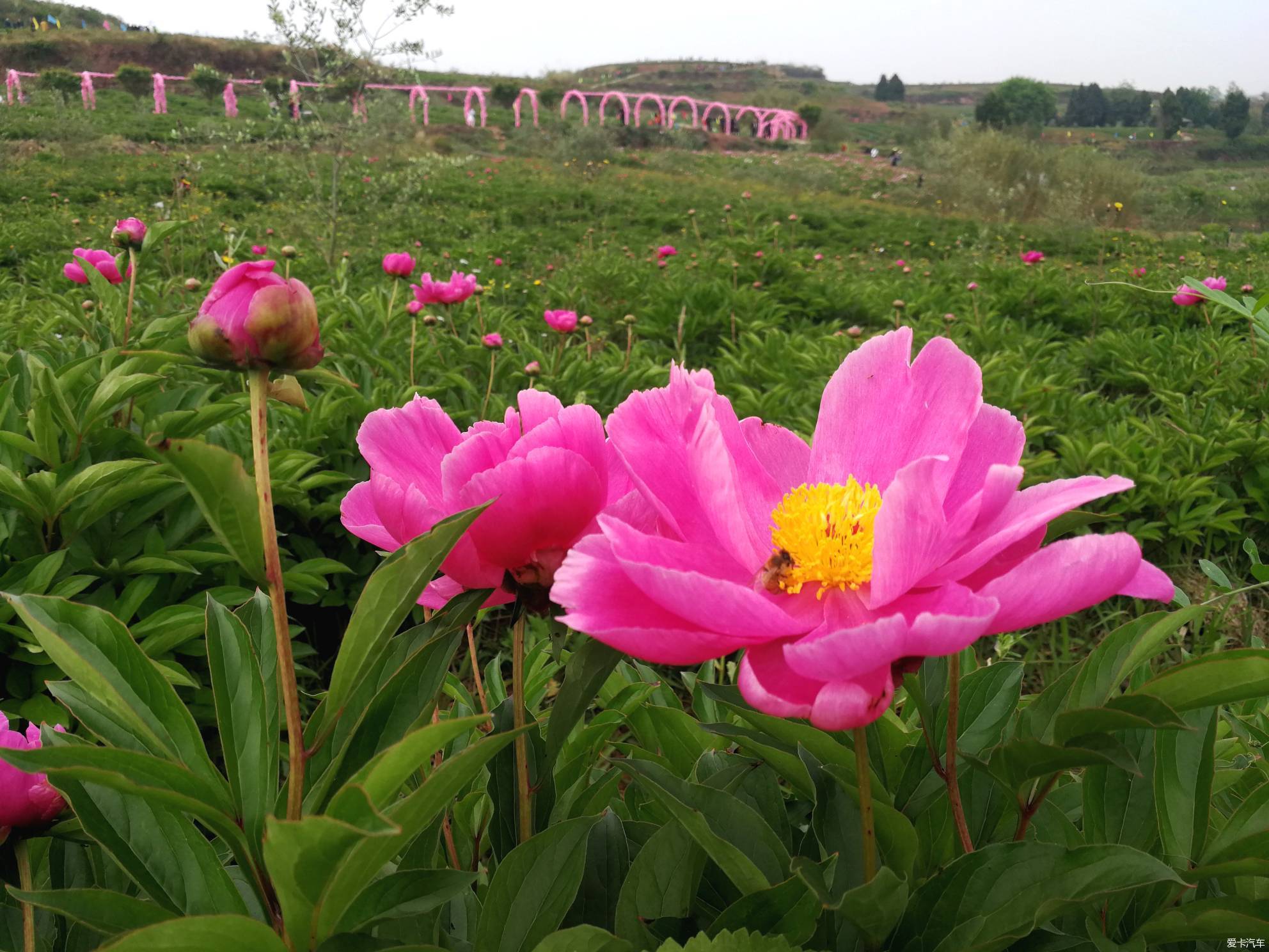 竹篙花田广兴的芍药花已悄然绽放