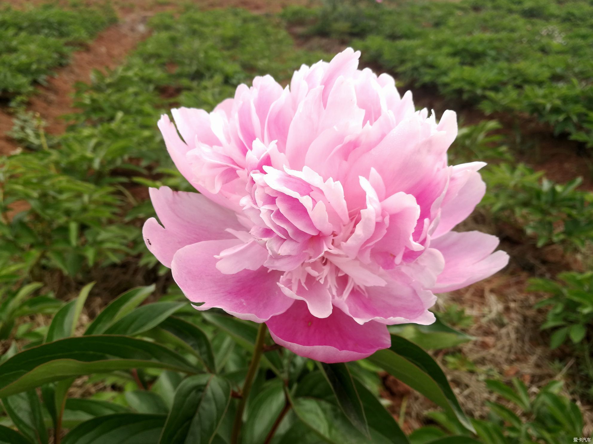 金堂竹篙芍药花图片