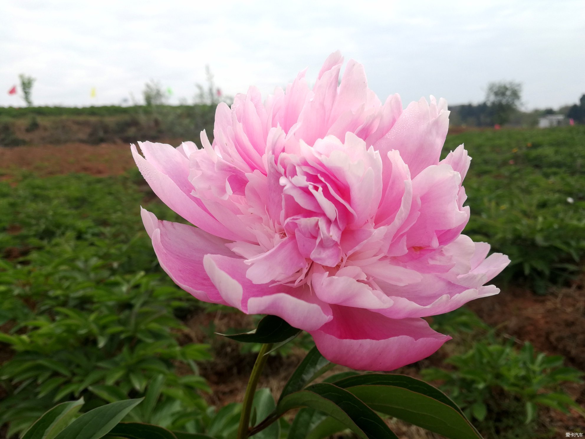 竹篙花田广兴的芍药花已悄然绽放