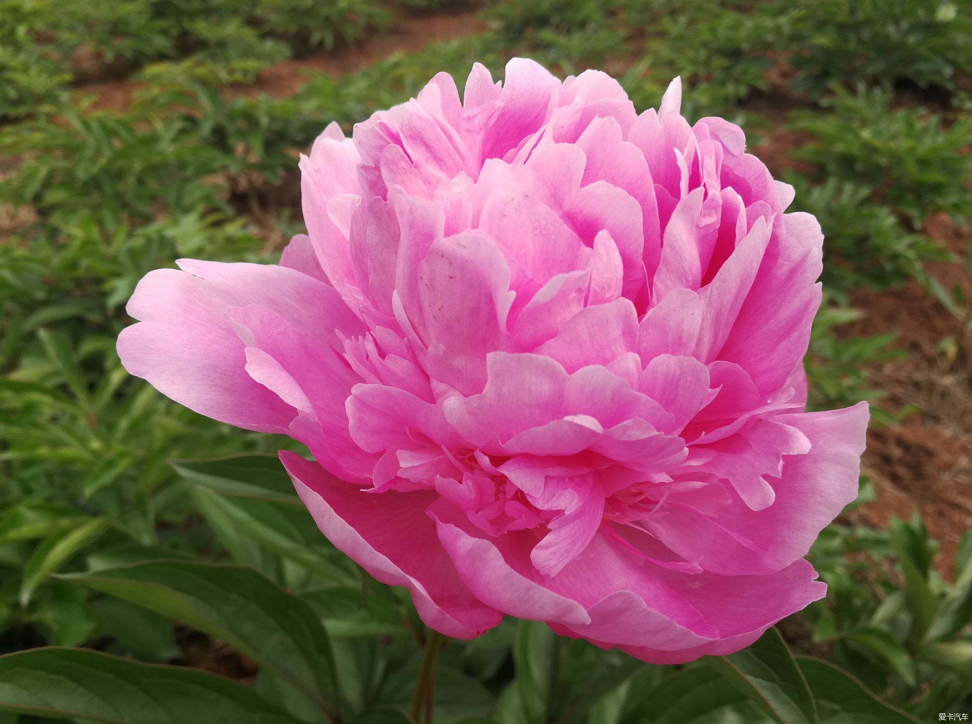 金堂竹篙芍药花图片