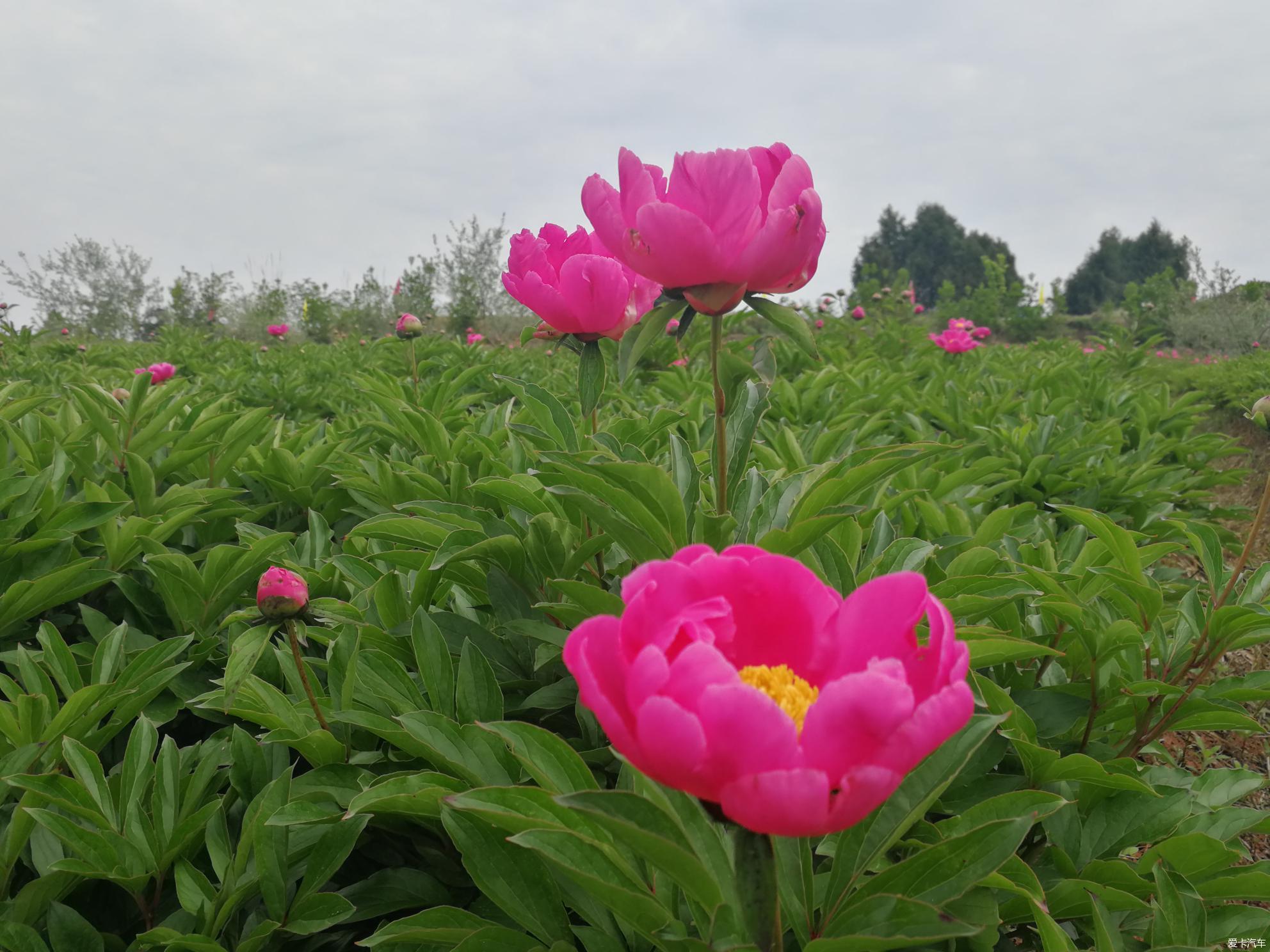 金堂竹篙芍药花图片