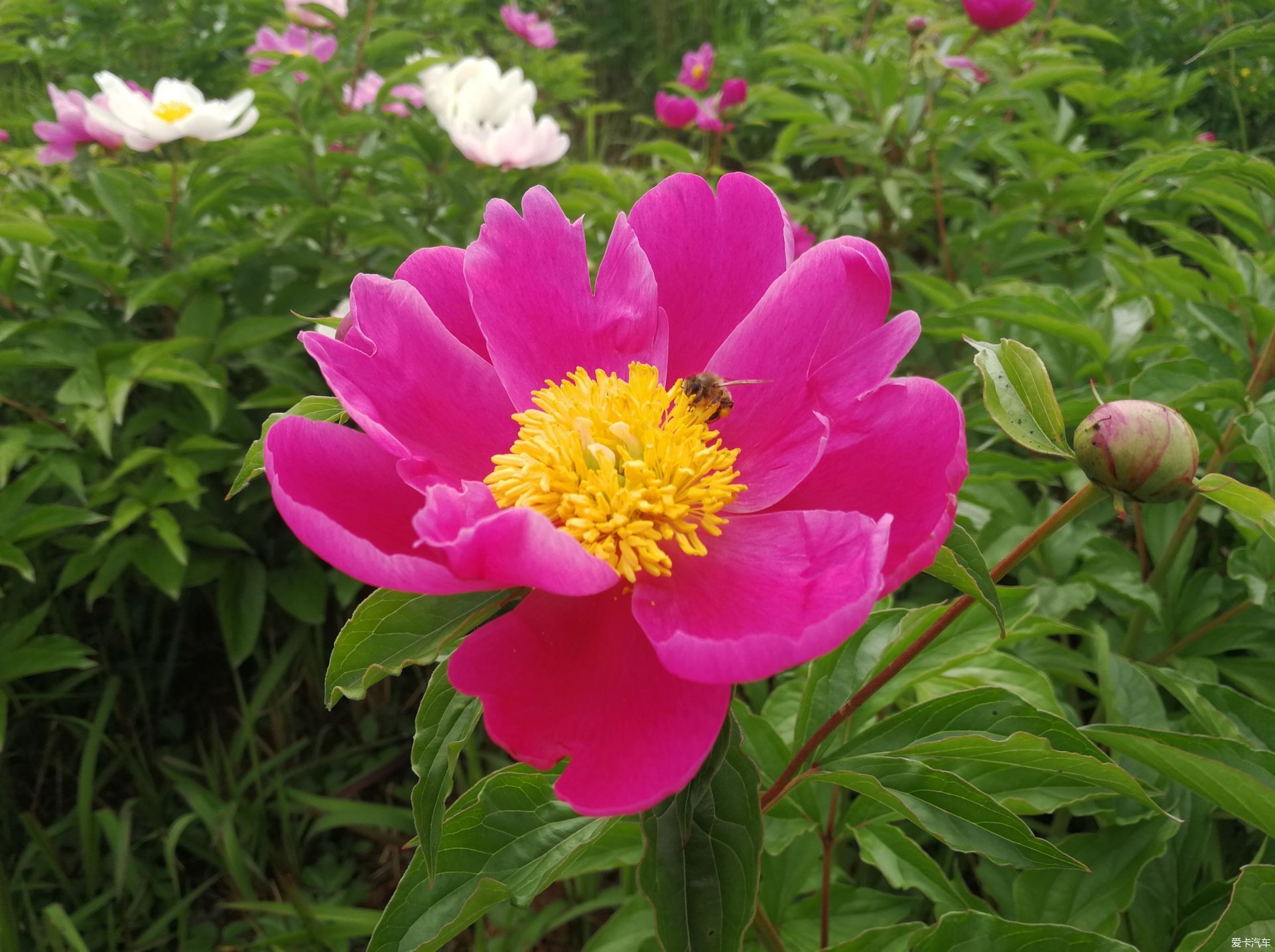 竹篙花田广兴的芍药花已悄然绽放