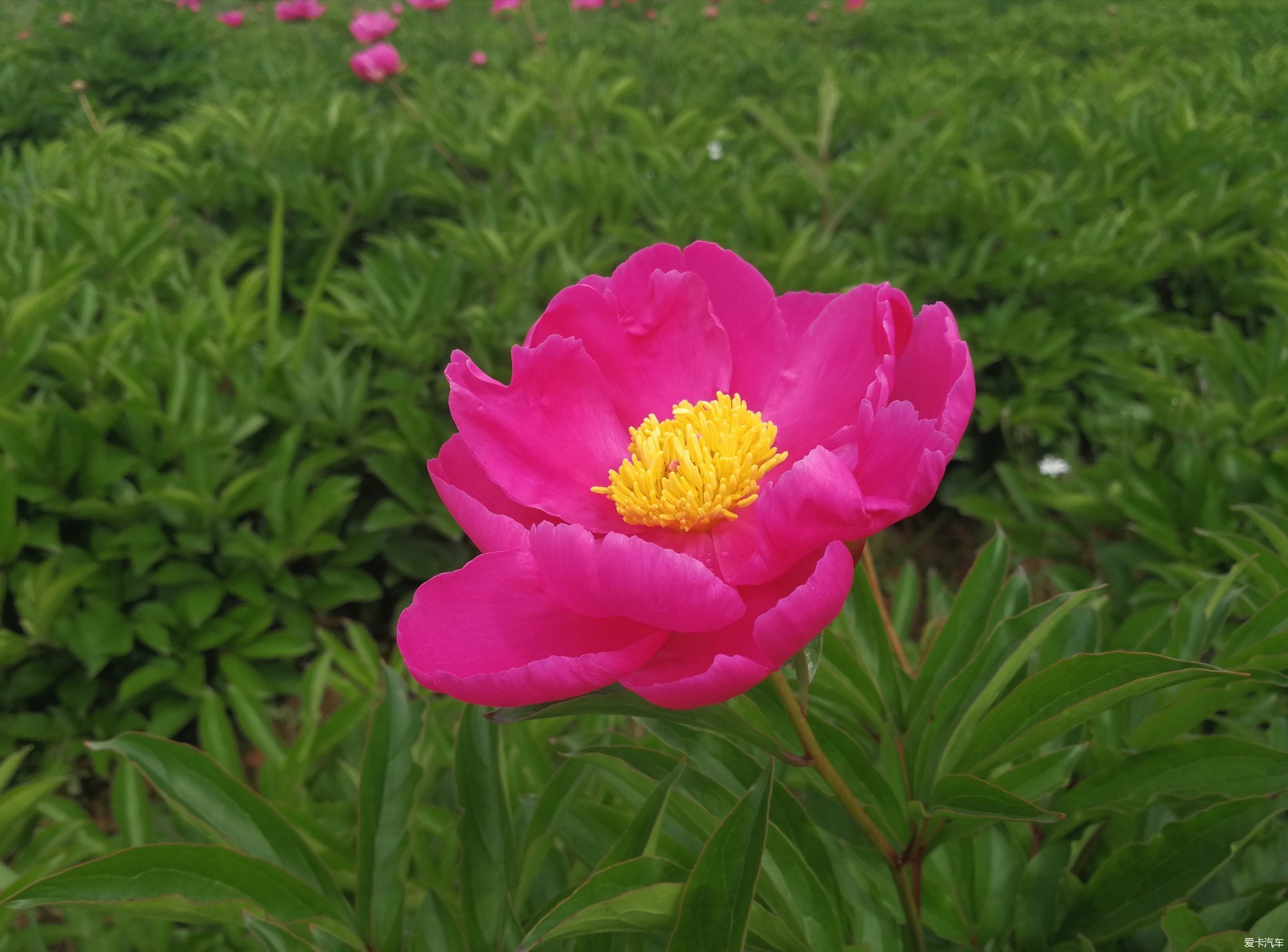 竹篙花田广兴的芍药花已悄然绽放