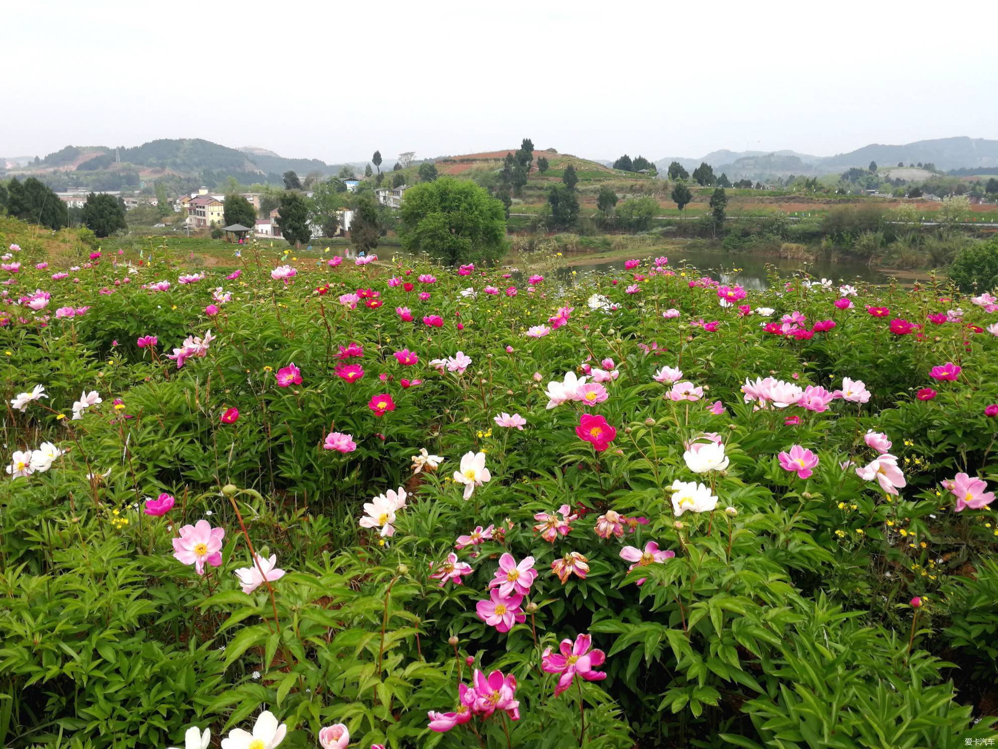 竹篙花田广兴的芍药花已悄然绽放