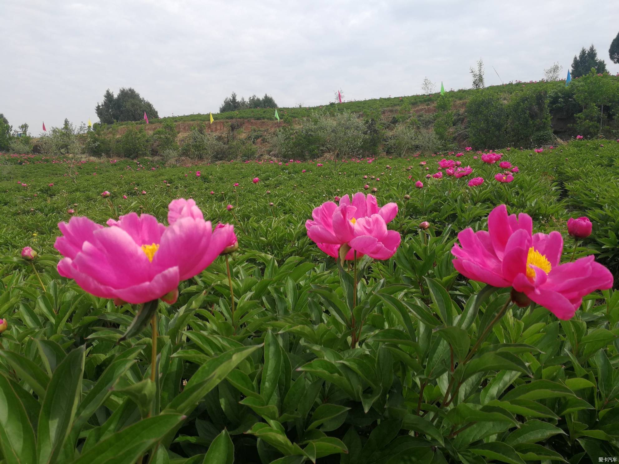 竹篙花田广兴的芍药花已悄然绽放