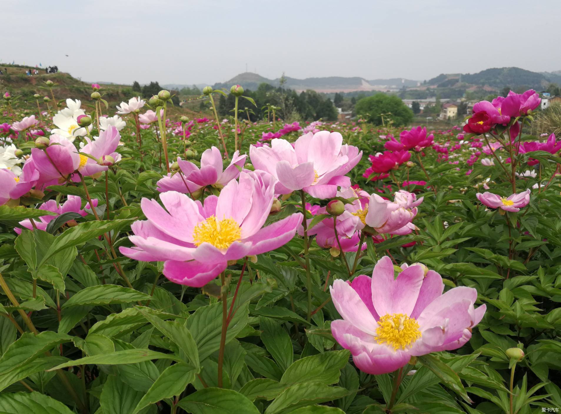 竹篙花田广兴的芍药花已悄然绽放