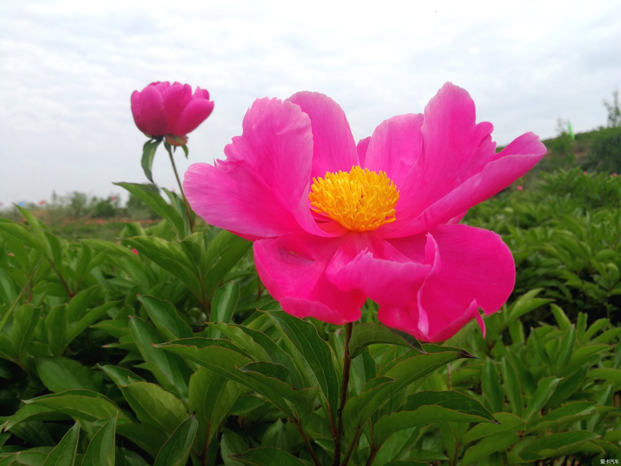 竹篙花田广兴的芍药花已悄然绽放