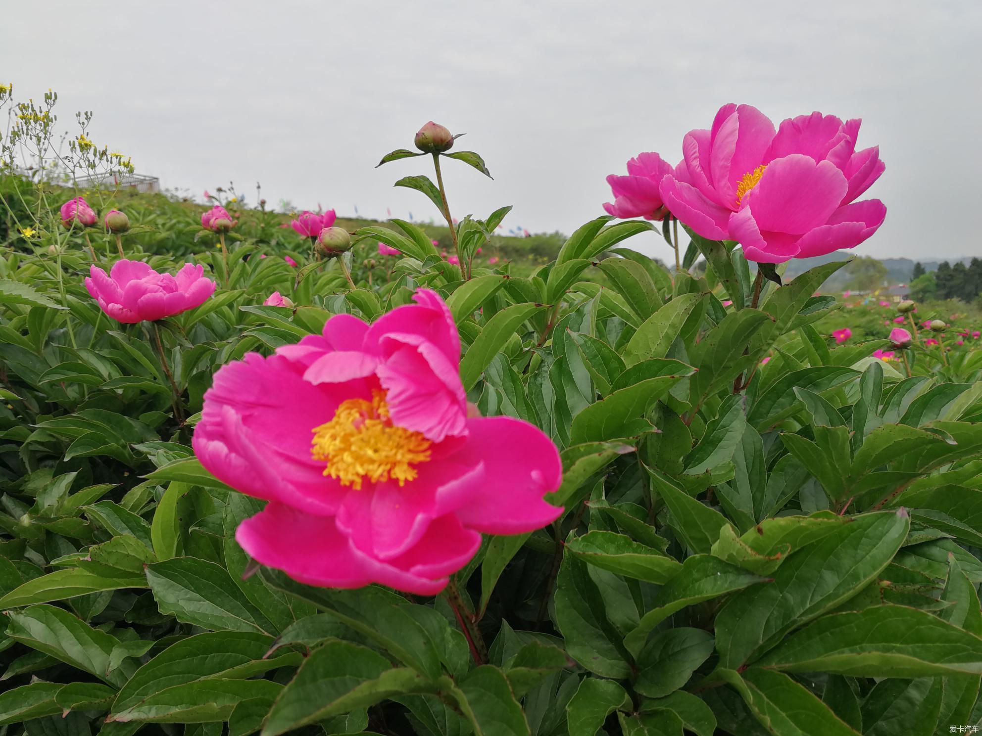 金堂竹篙芍药花图片