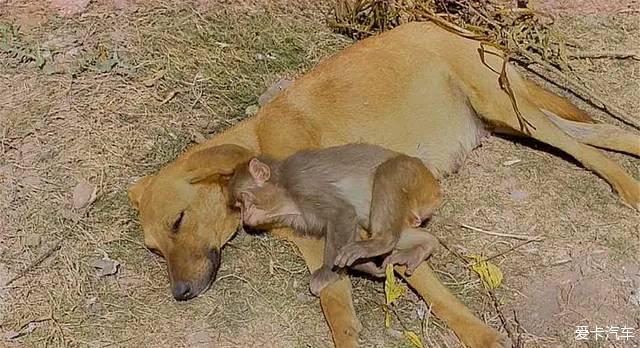 【圖】小猴子的父母被農民毒死,農民用來驅趕猴子的狗,卻收養了它_1