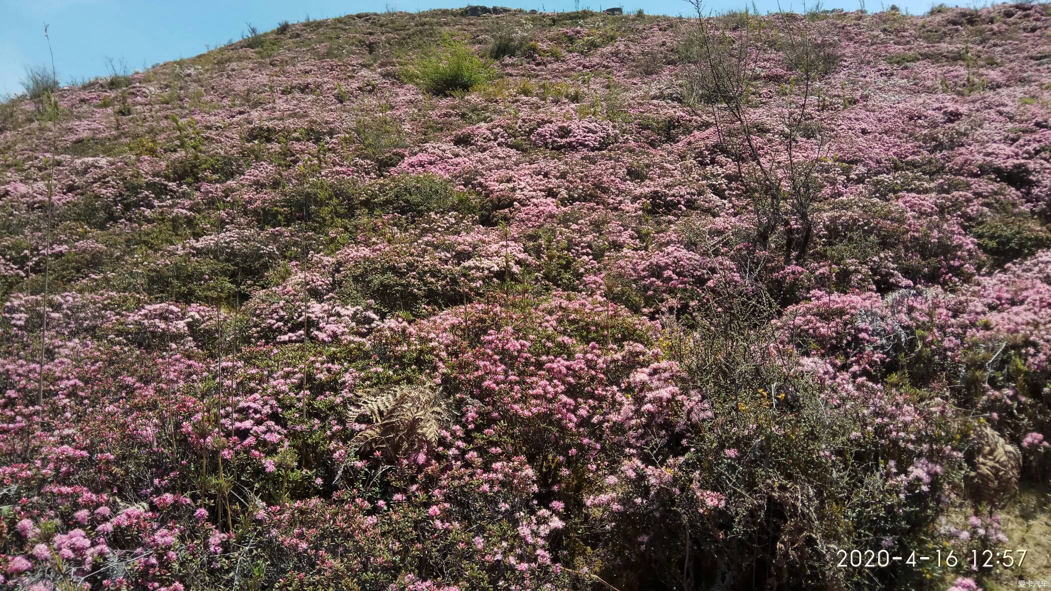 祿勸馬鹿塘看花花