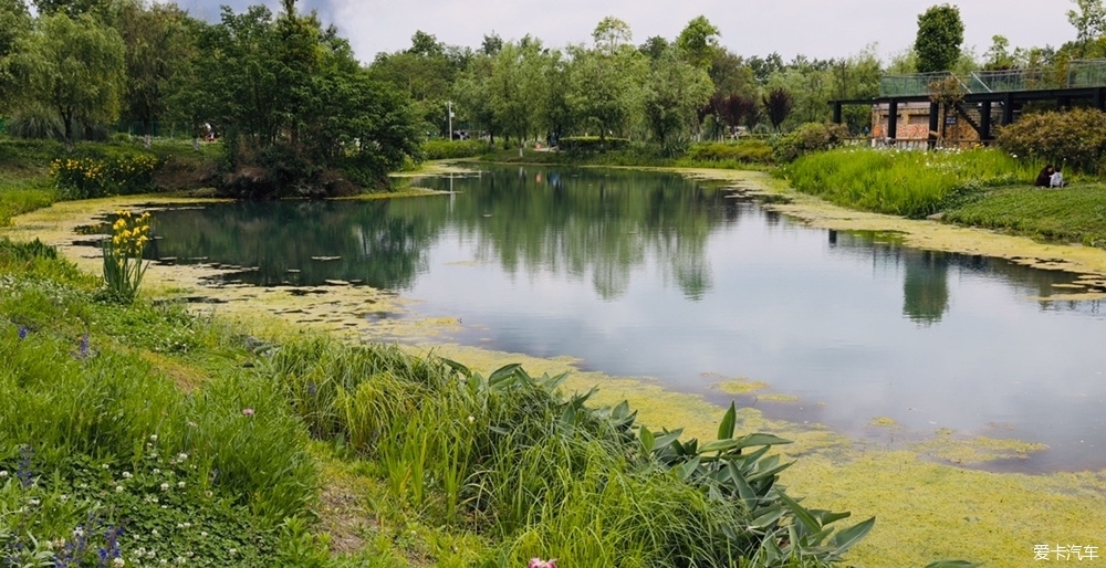 爱卡踏青季新打造的湿地公园香草湖