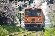 开往樱花国的列车——日本赏樱之旅！
