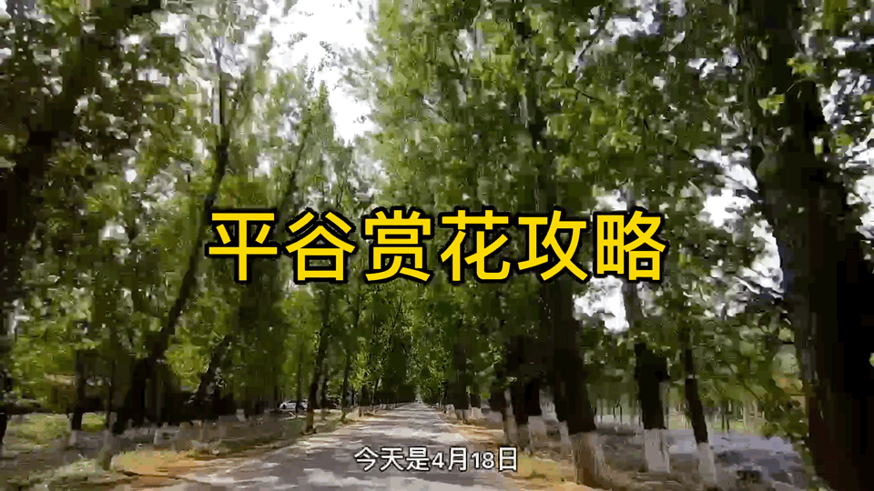 平谷赏花好去处 北京春游 周末郊游 油菜花 桃花