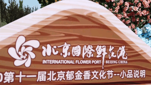 北京顺义国际鲜花港郁金香盛开，可以去看一下。
