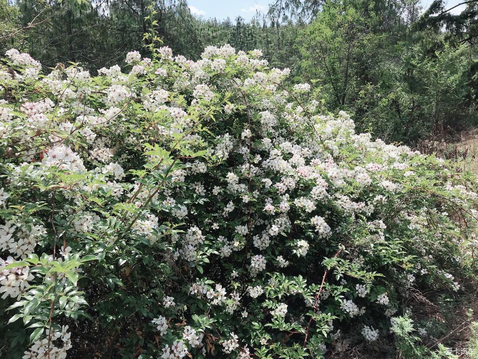 春城昆明滿山野花鮮豔風景真不錯