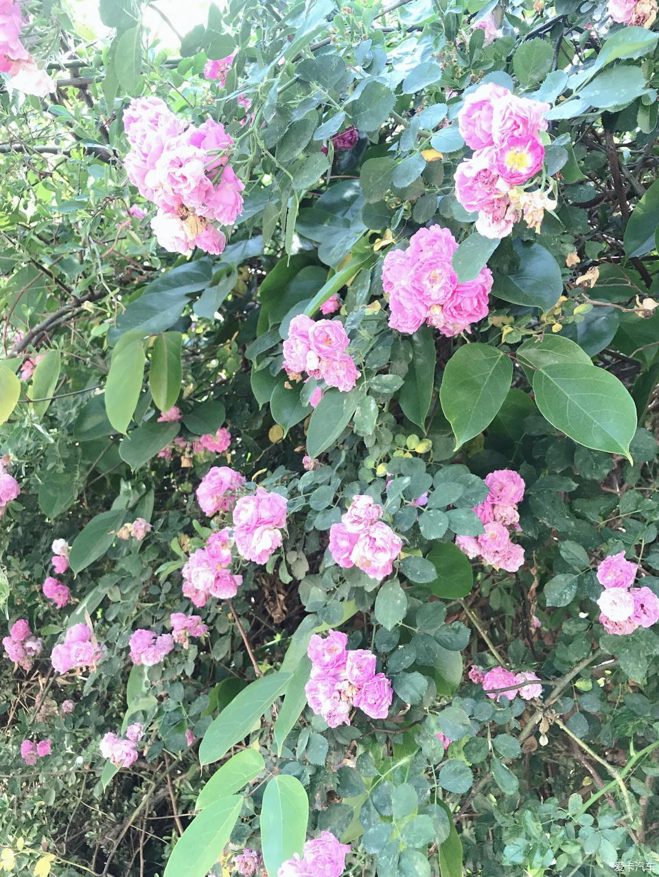 春城昆明滿山野花鮮豔風景真不錯