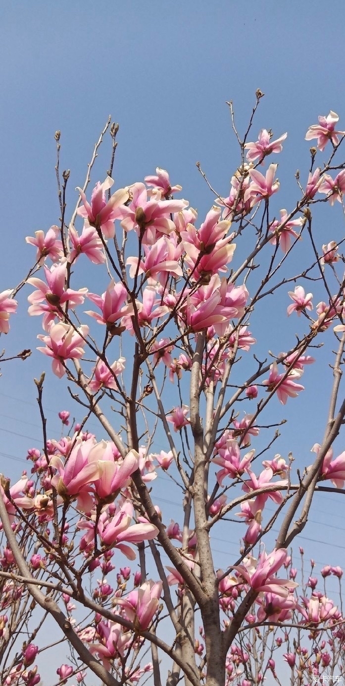 一枝花開不是春百花齊放春滿園