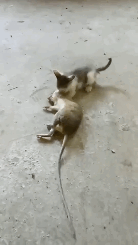 初生猫犊不怕鼠呀