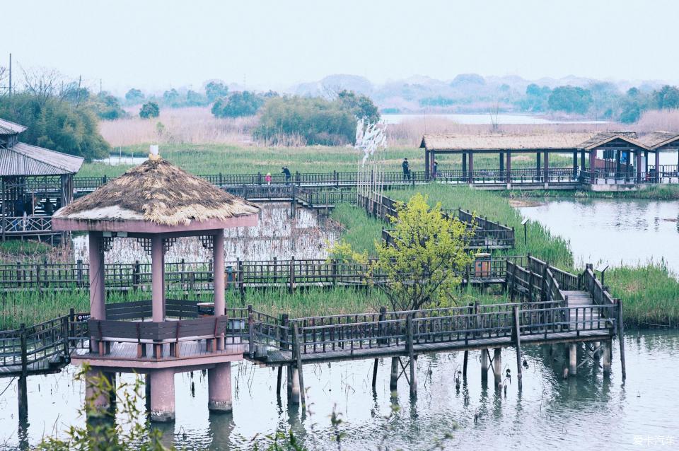 油菜花竹林朱䴉熊貓還有美食下渚湖國家溼地公園兩日遊