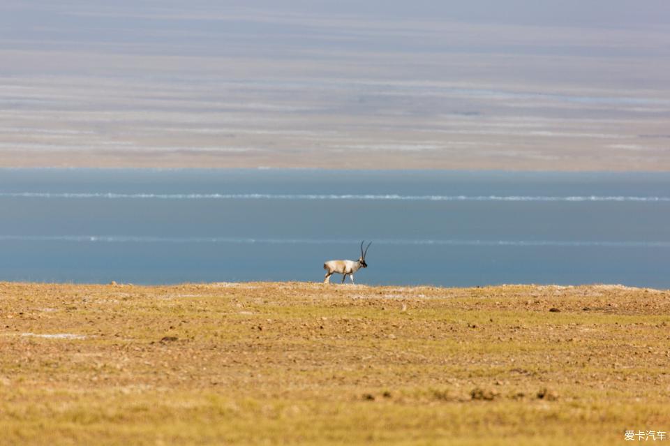 穿越可可西里，险被野牦牛攻击，除了藏羚羊我们还能看什么？ 