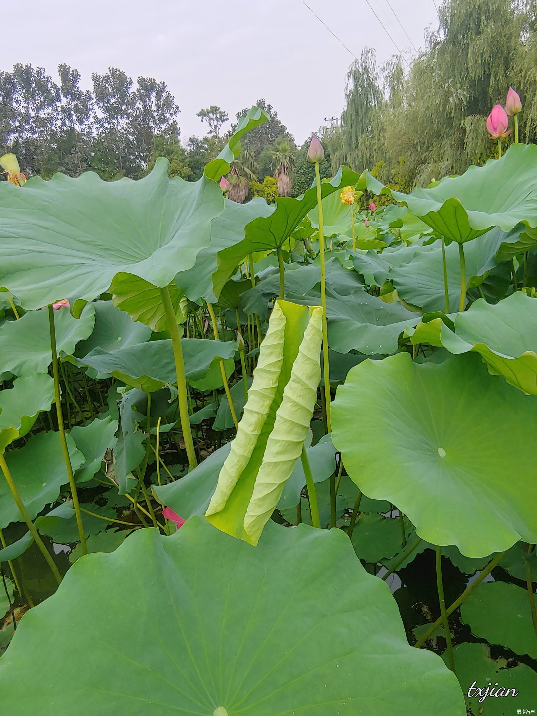 盘龙大观园荷花图片