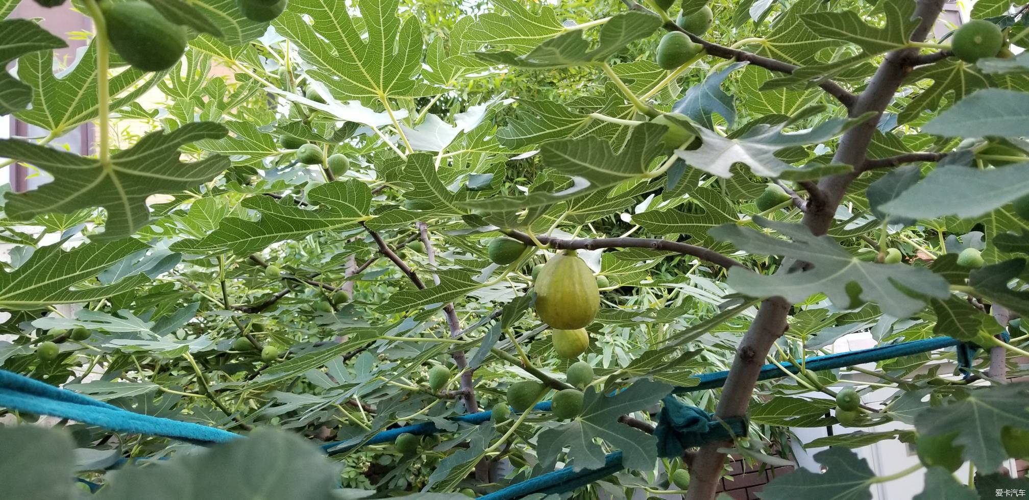 無花果樹上長出幾個大個的… 查看本樓