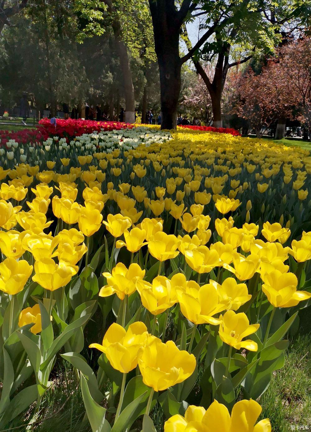 中山公園賞花