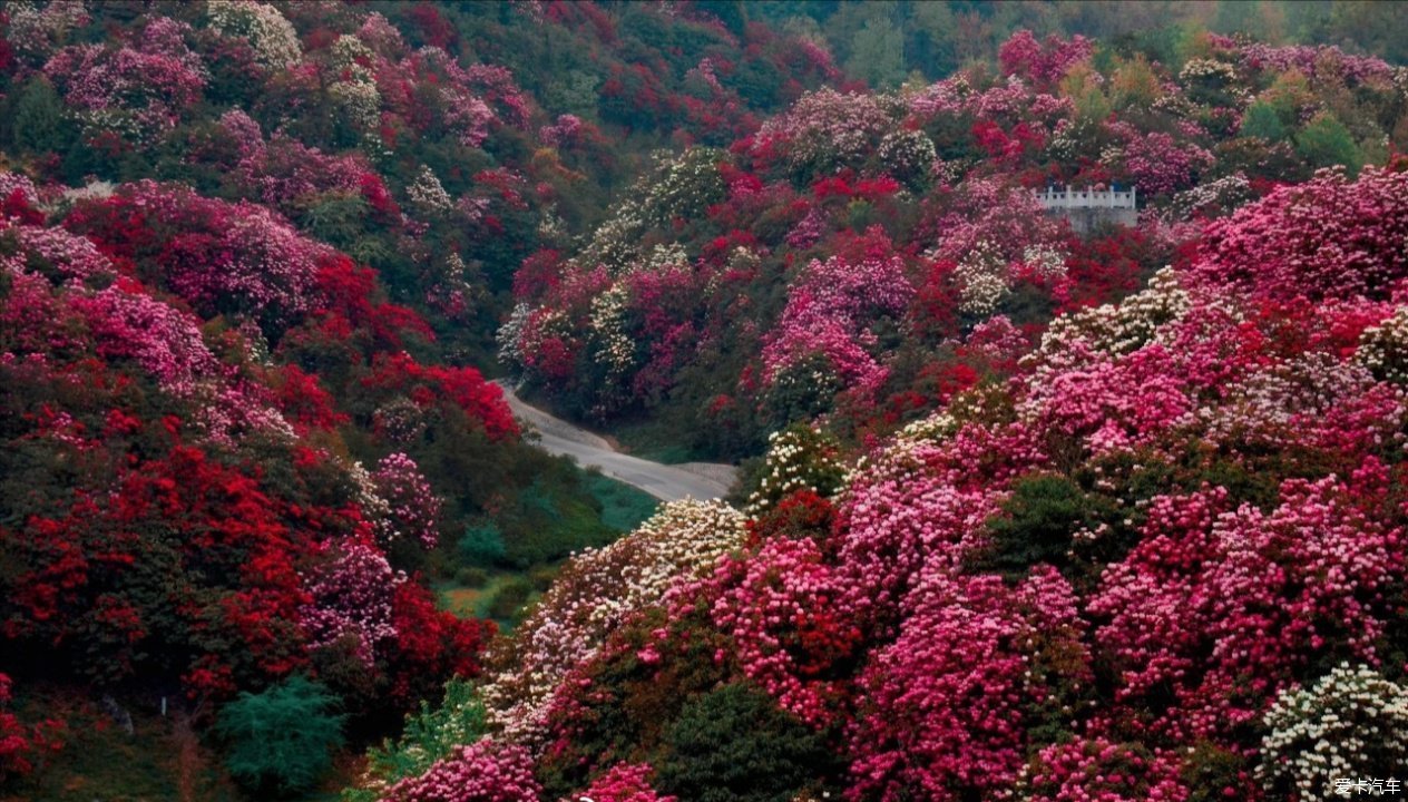 贵州大方百里杜鹃图片