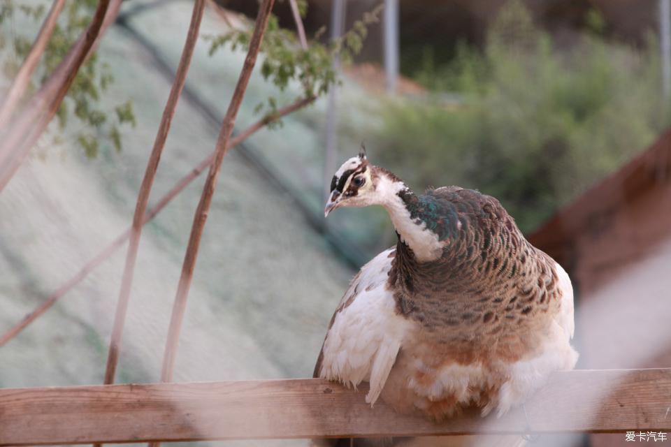 永年佛山野生動物園一日遊