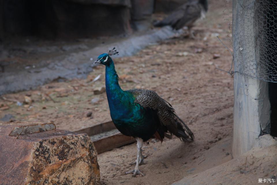 辣饅頭走進邯鄲佛山野生動物園