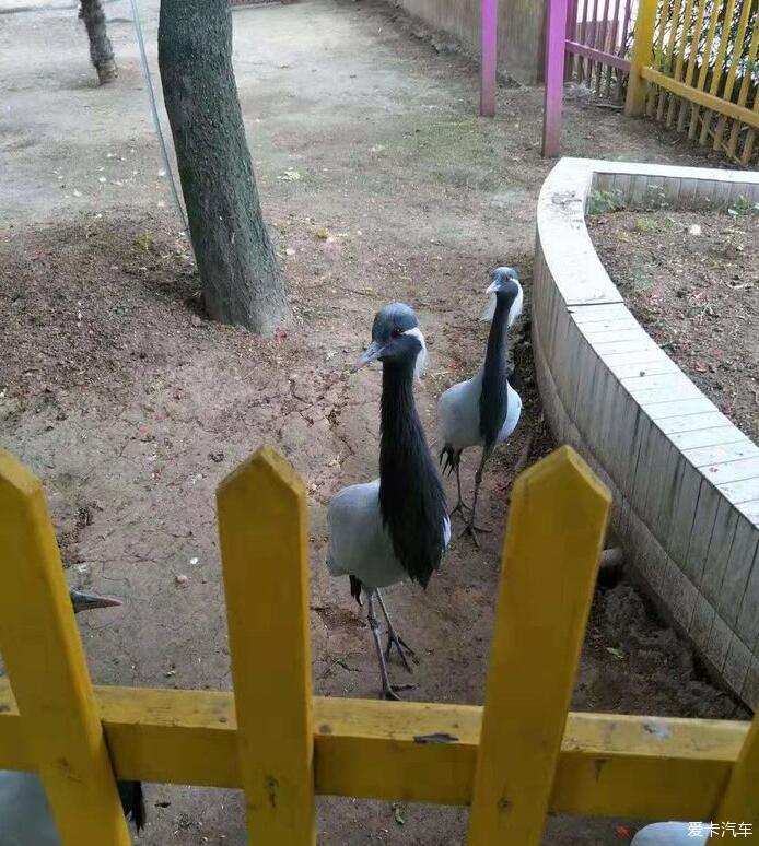 不負好時光,漯河神州鳥園一日遊記