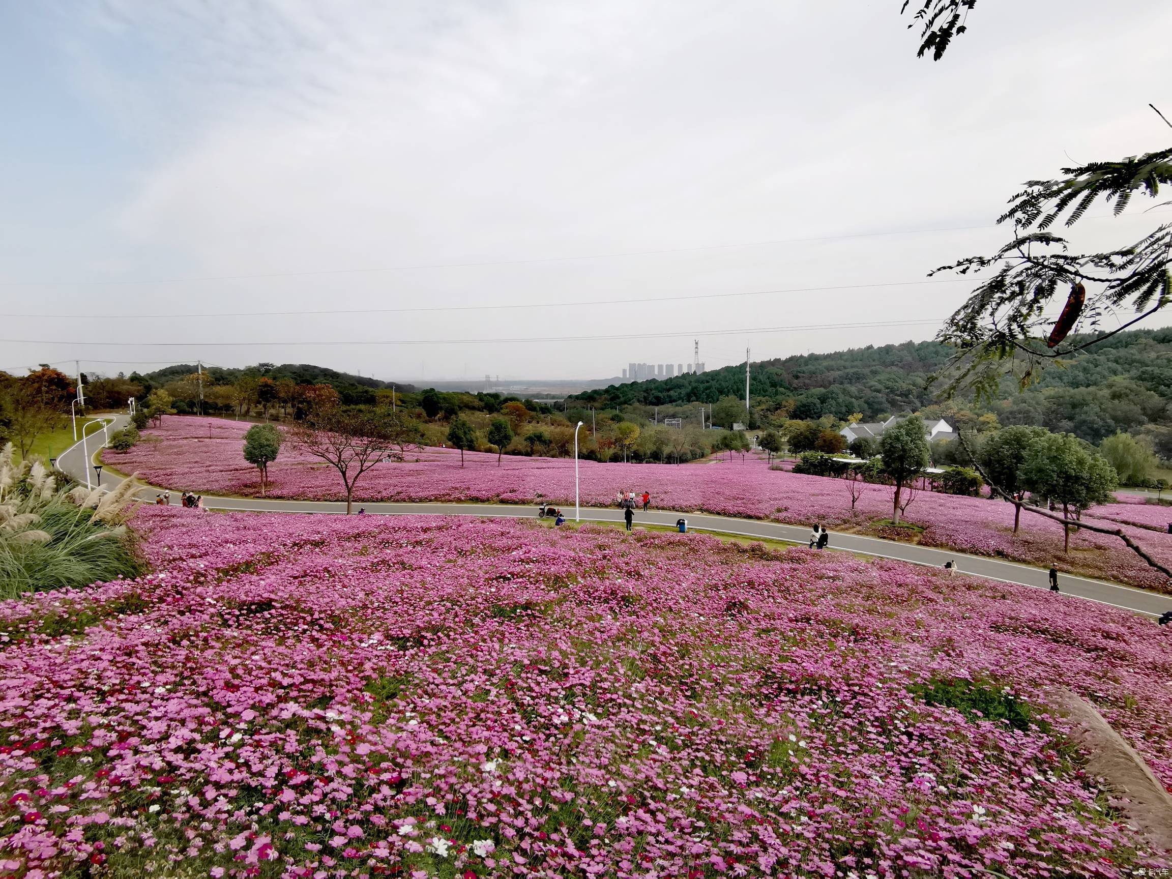 蔡甸龙灵山生态公园花海