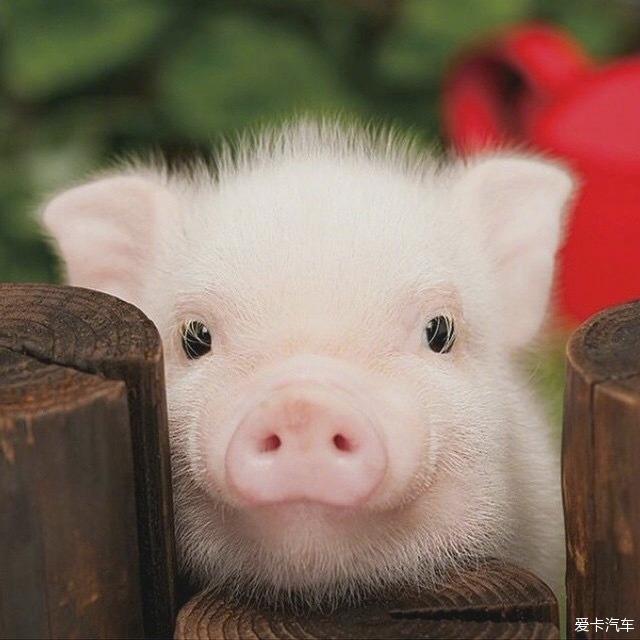 猪你的鼻子有两个孔