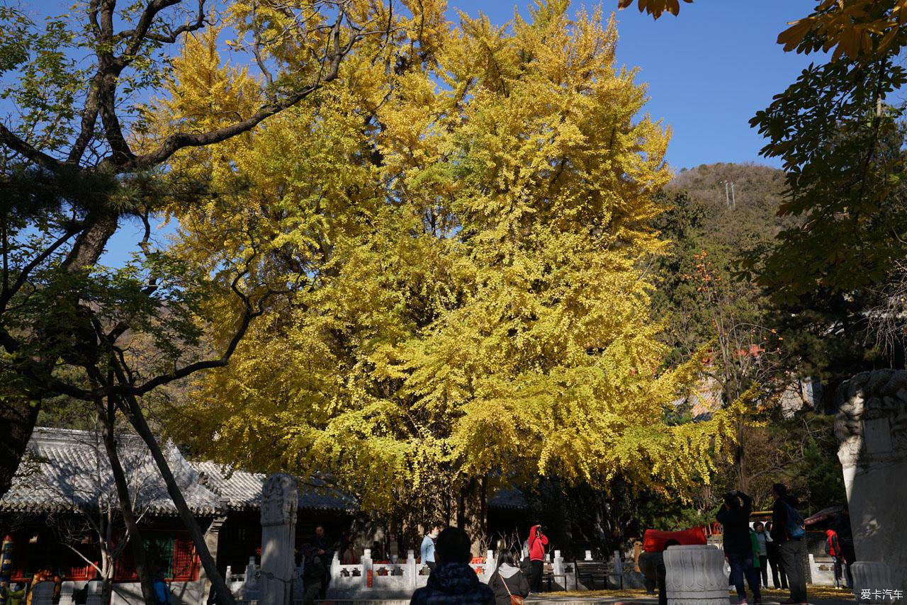 潭柘寺1400多年的銀杏樹