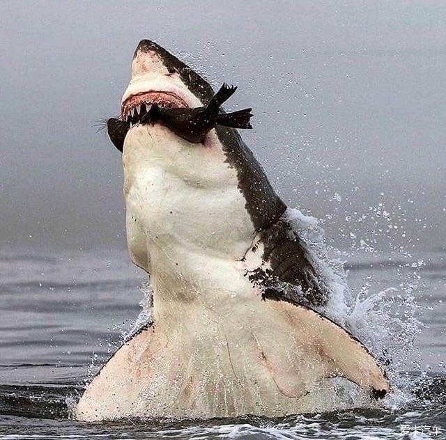豹海豹vs大白鲨图片
