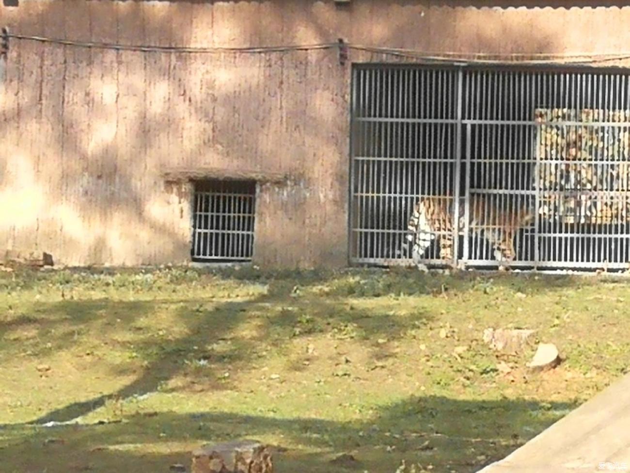 考察還未開園的武漢九峰森林動物園