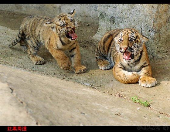 灑家在九峰森林動物園遭遇老虎攻擊,腿腳被撕了5道口子