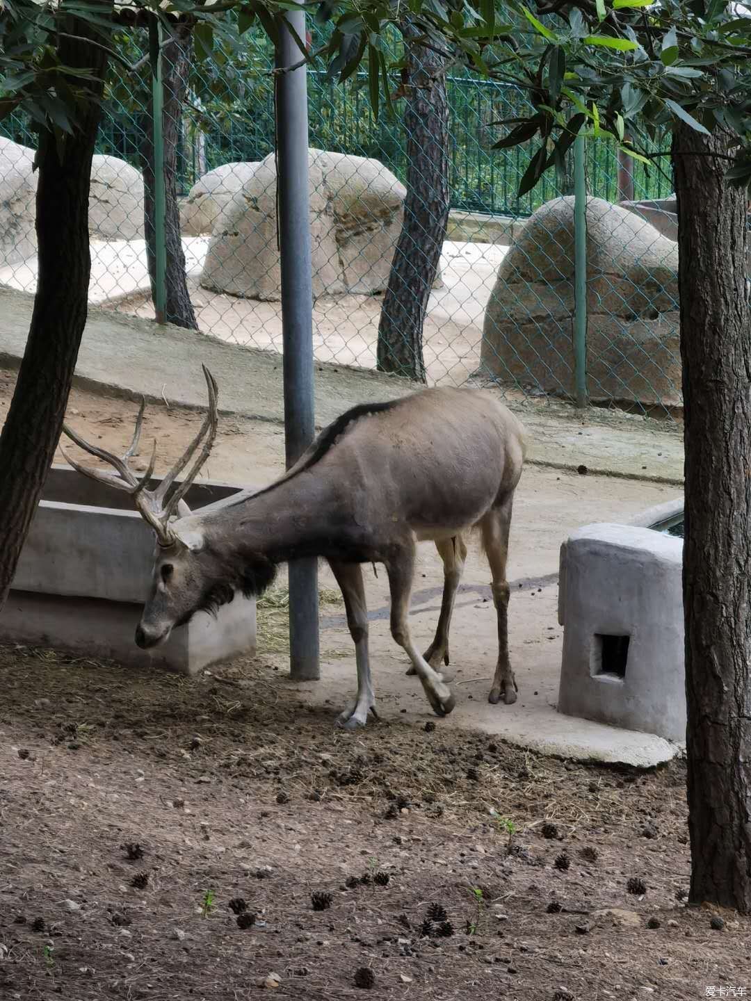 山西斯柯達車友在路上之遊劉公島動物園