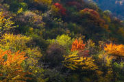 喜欢百花齐放的春天，更喜深秋一叶金黄，分享色达丹巴秋摄！