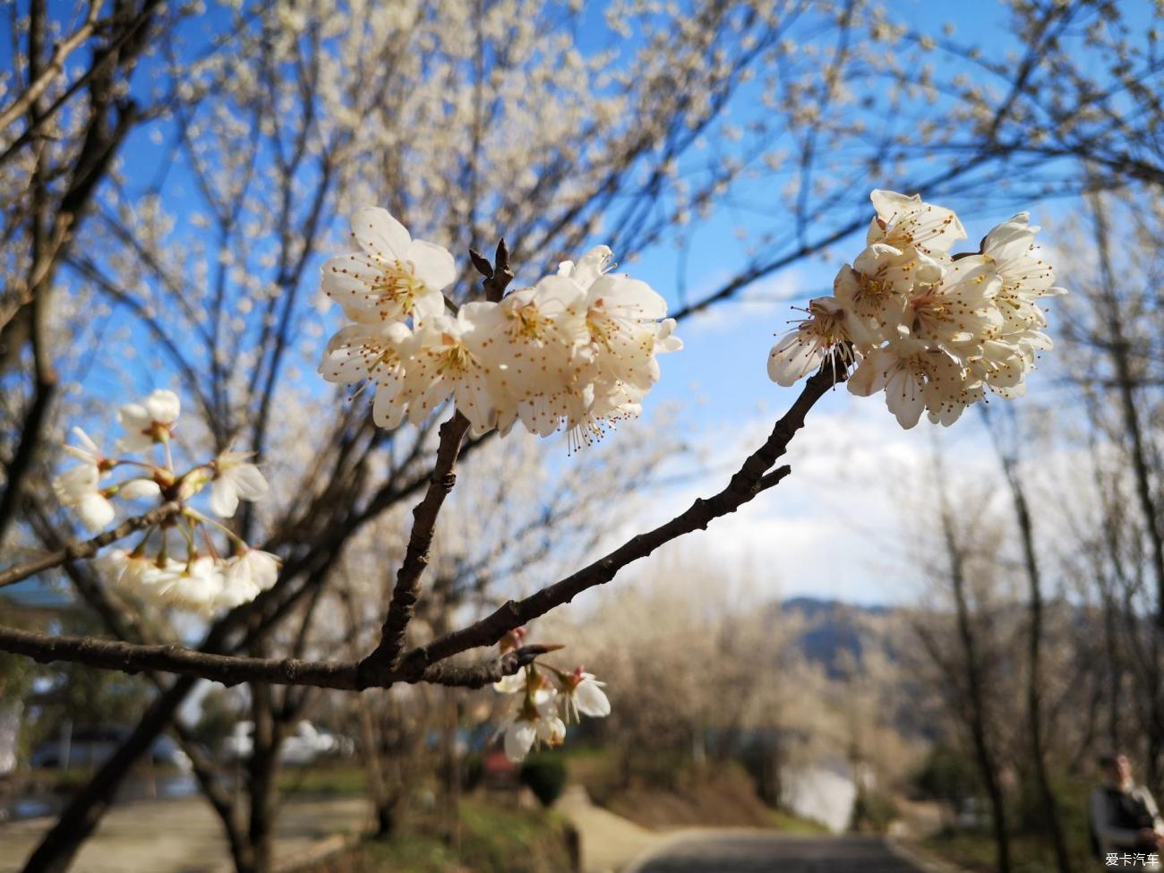 带着好心情蒲江官帽山观赏樱桃花