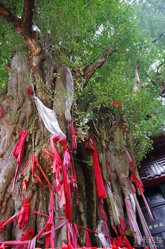 成都市千年古树之第三名—天师洞银杏,树龄1800年左右 查看本楼