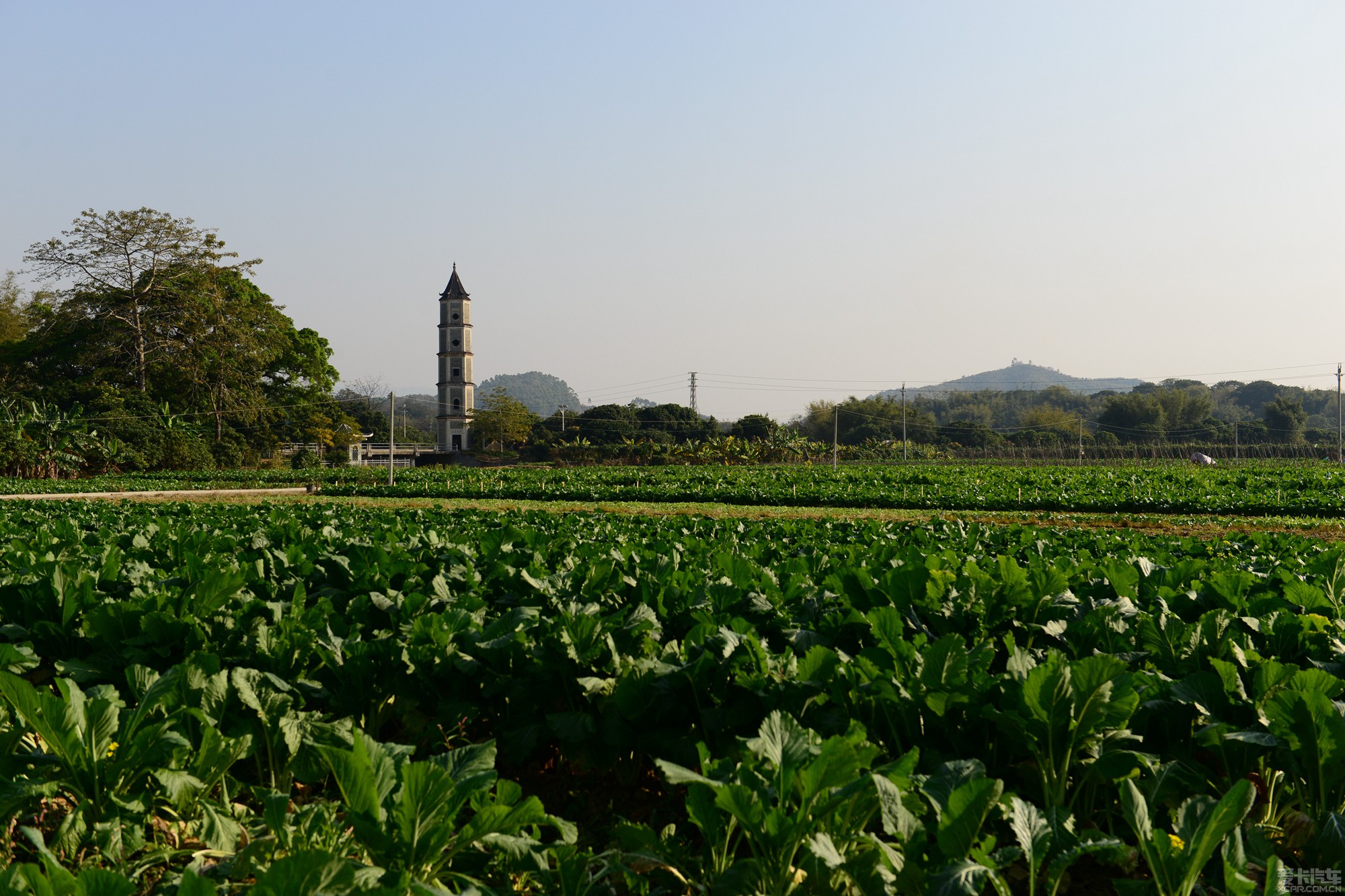 增城小楼迟菜心基地图片