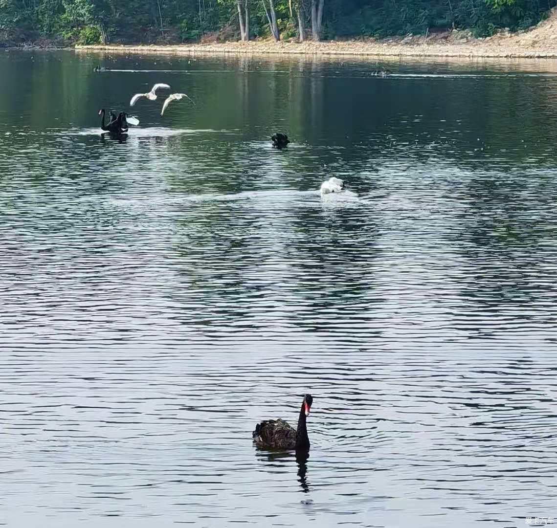 泰安天鵝湖