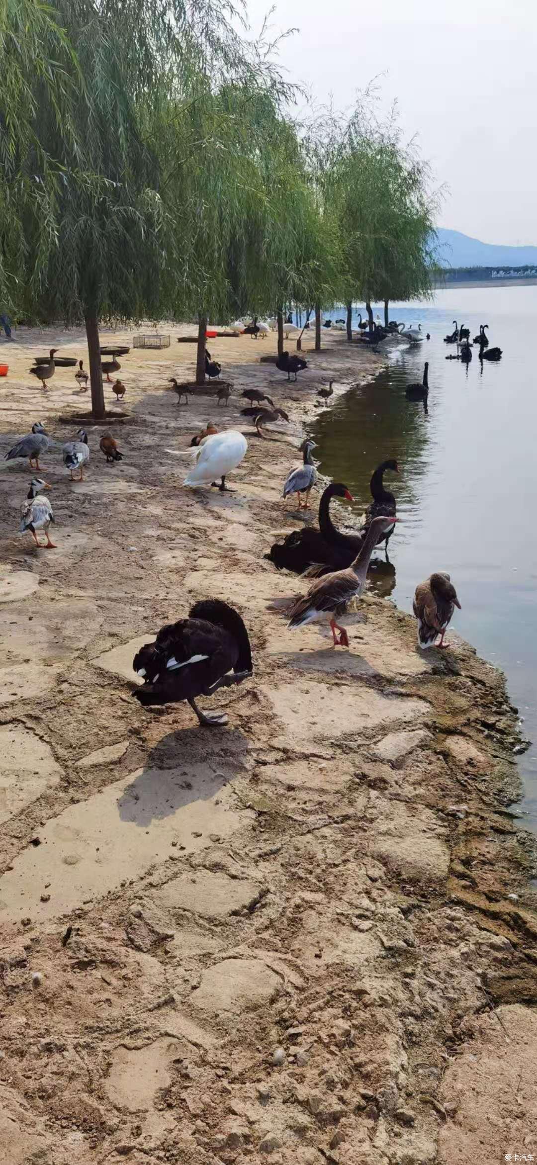 泰安天鹅湖公园图片