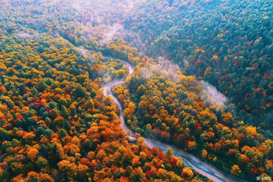 中国最美的树林图片