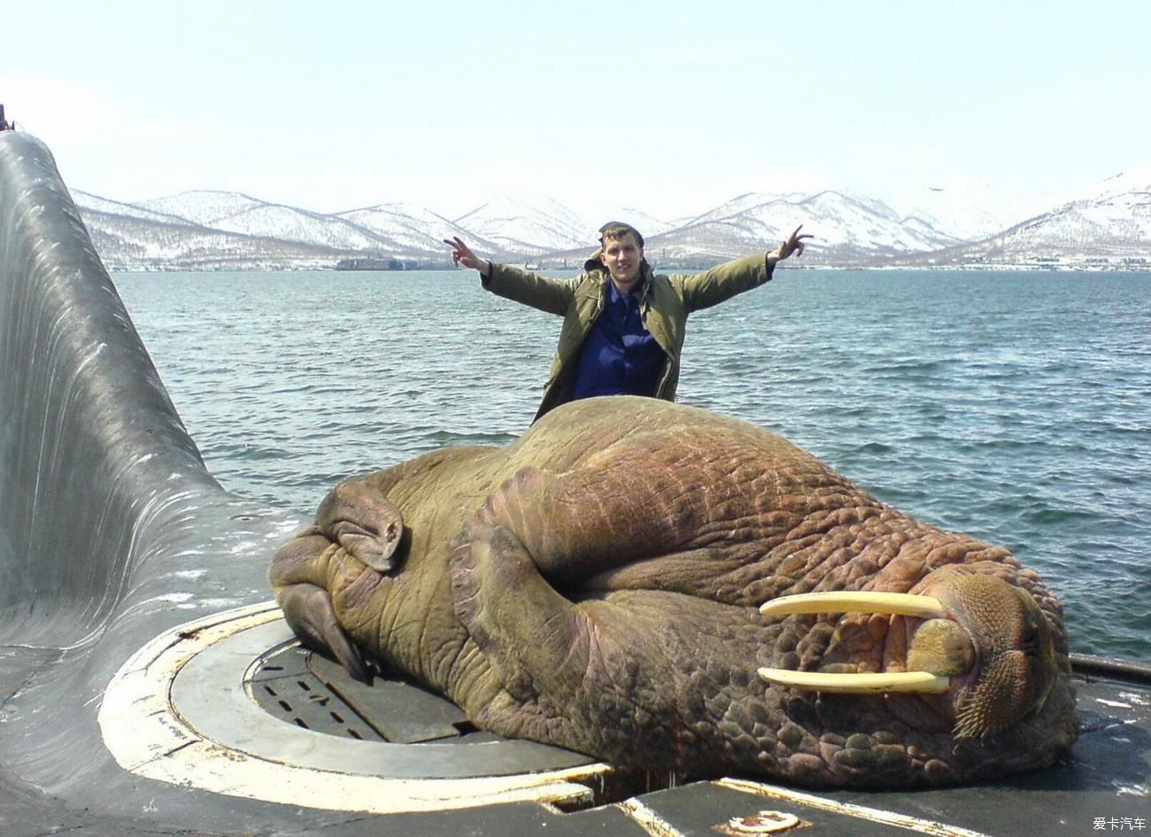 一只巨型海象睡在俄罗斯潜艇上